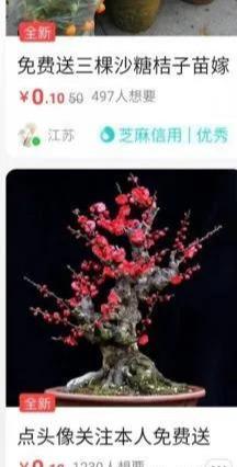 盆栽果树闲鱼免费送，邮费项目了解下