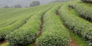 茶叶品牌如何打造(茶品牌推广方案)