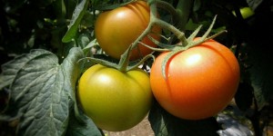 西红柿一般打农药吗，各种病虫害如何打药？