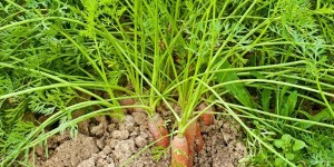 秋季常种的根茎菜有哪些，如何种长得更好，如何浇水施肥？