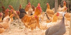 养殖10000土鸡的养殖场，大概需要多少钱投资？