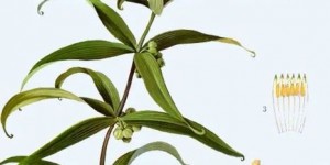 黄芩种植方法及时间