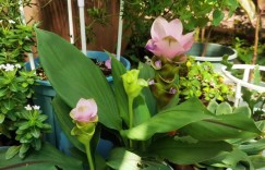 鹭兰花图片，家庭盆栽鹭兰的关键养护办法