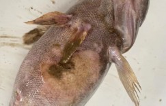 甲鱼养殖常见病害防治和治疗方法